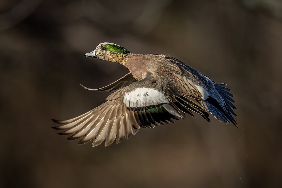 American Wigeon - ML535861561