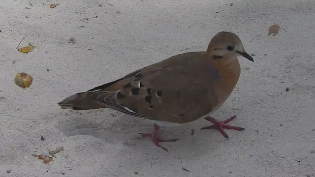 Zenaida Dove - ML535862781