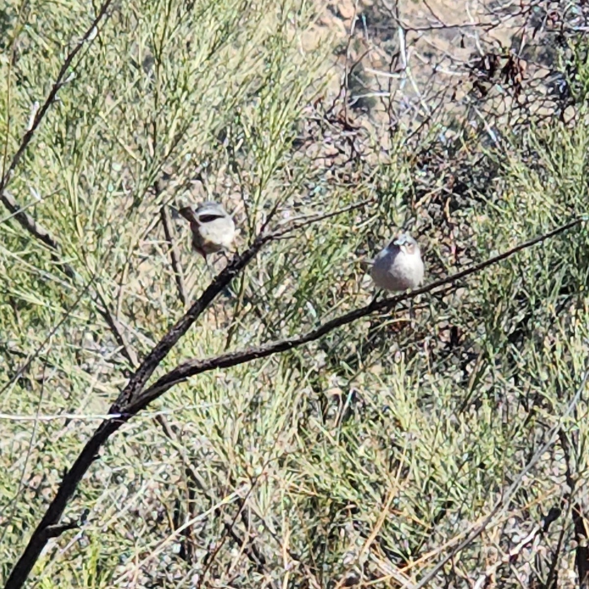 Bushtit - ML535863081