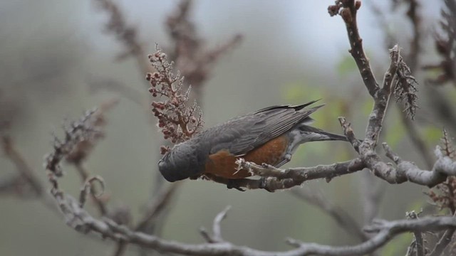 Дрізд мандрівний - ML535863771