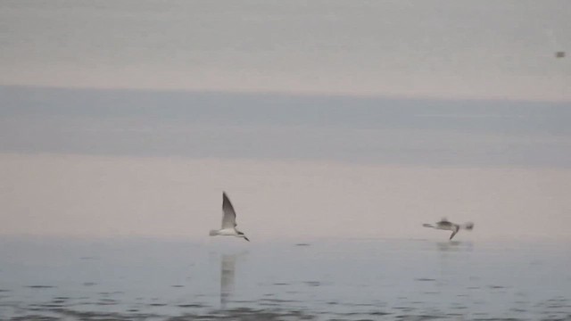 Black Skimmer - ML535864751