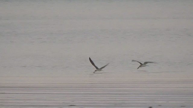 Black Skimmer - ML535864901