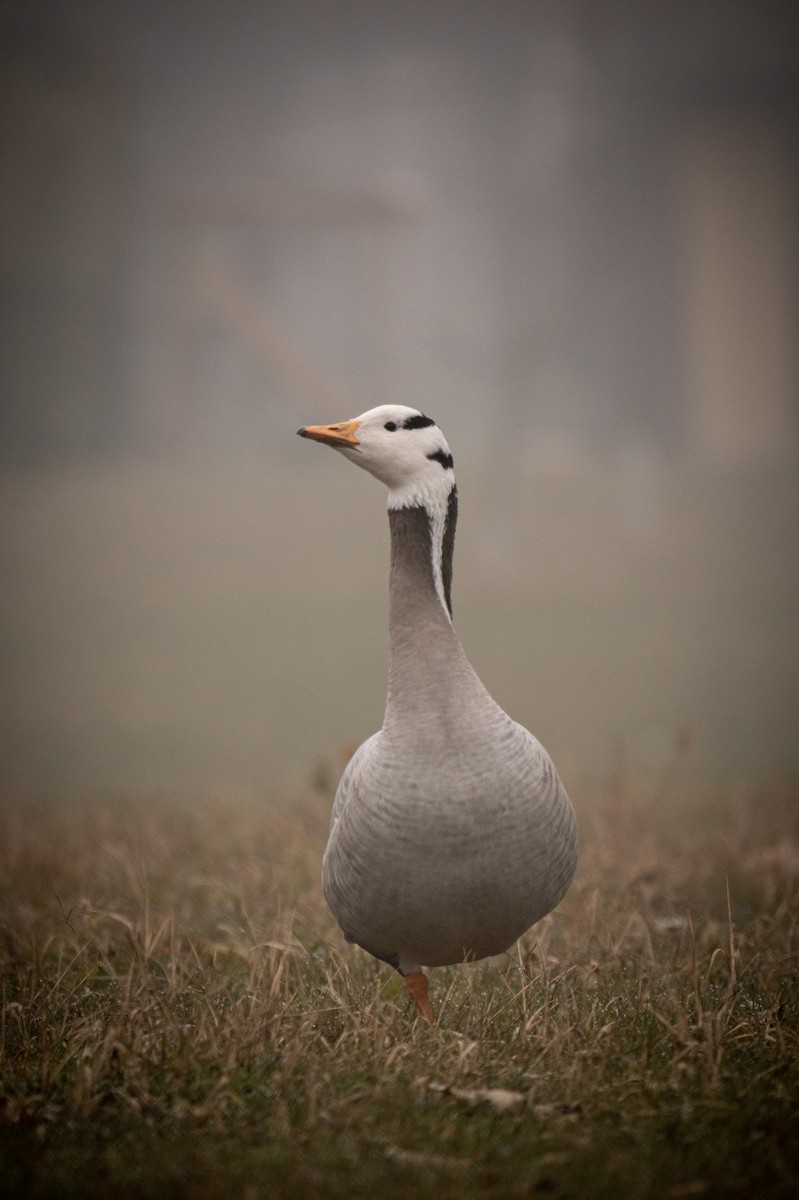 Bar-headed Goose - ML535865911