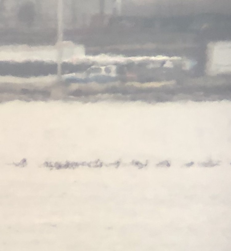 Нугасны овгийн зүйл - ML535866211