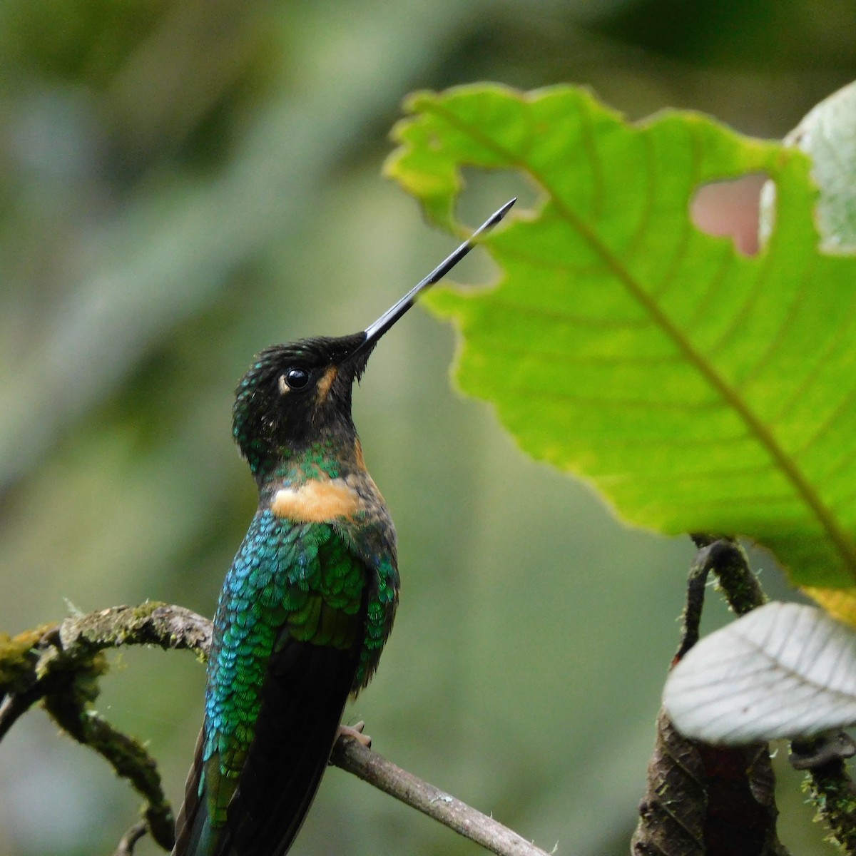 Inca Acollarado (inca/omissa) - ML535866651