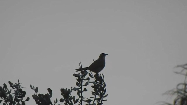 California Thrasher - ML535867031