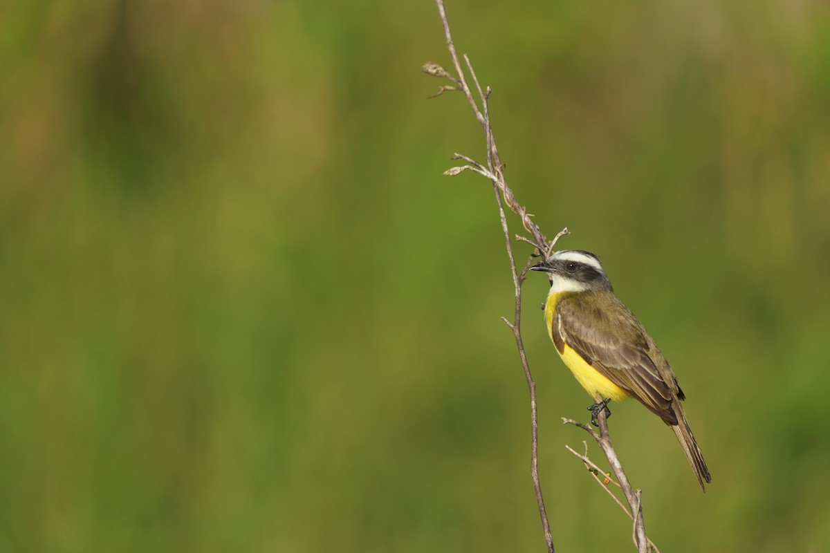 Social Flycatcher - Andy Bankert