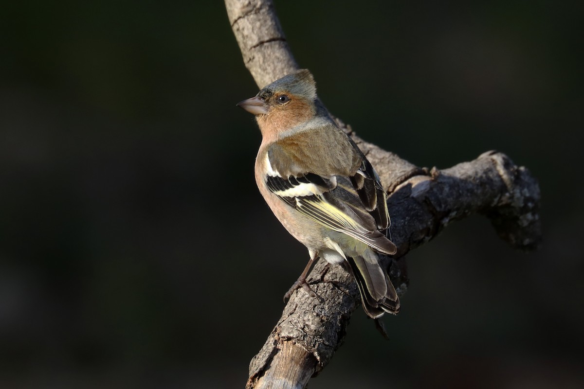 Common Chaffinch - Francisco Barroqueiro