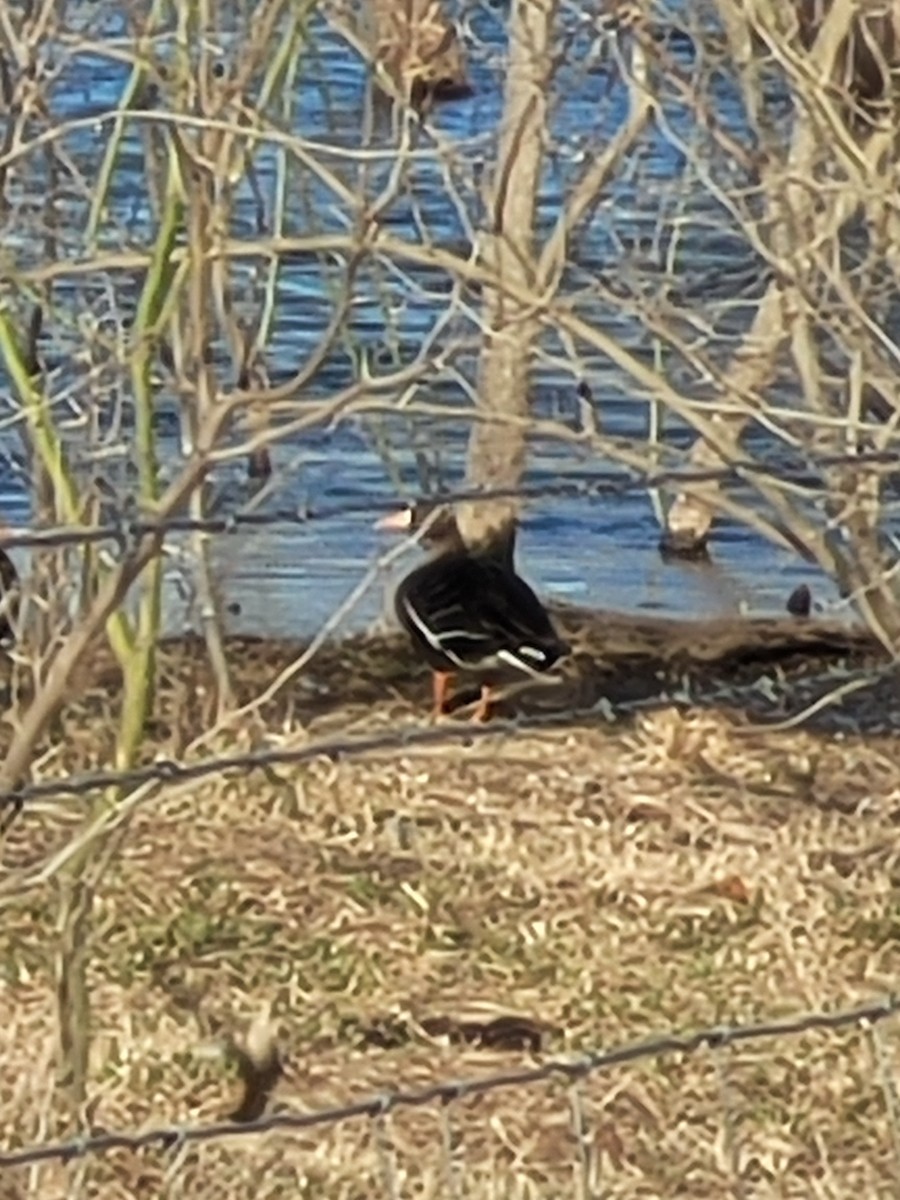 Greater White-fronted Goose - ML535868671