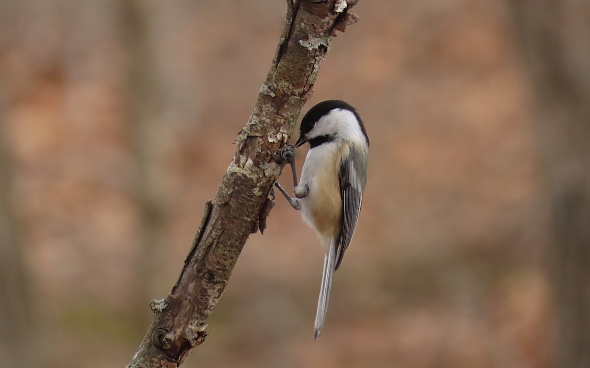 Black-capped Chickadee - Jim O'Neill