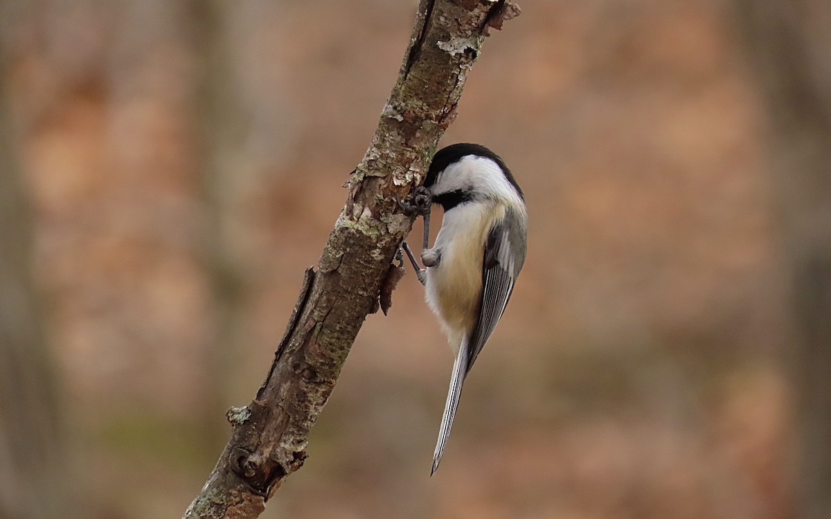 Mésange à tête noire - ML535869201