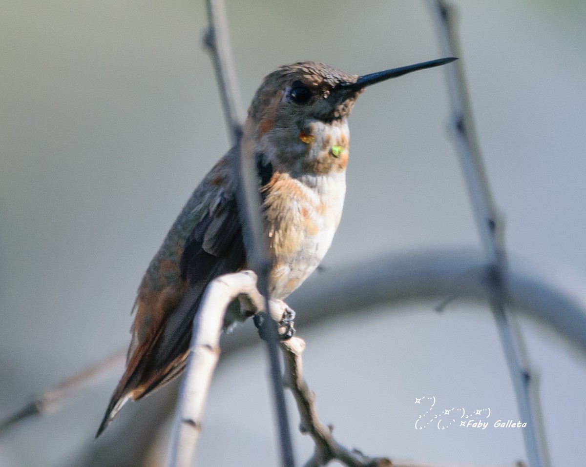 Rufous Hummingbird - ML535869321