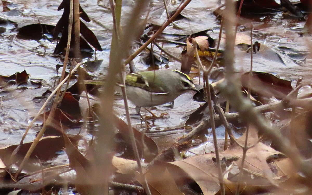 Golden-crowned Kinglet - Jim O'Neill