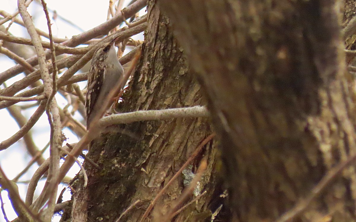 Brown Creeper - Jim O'Neill