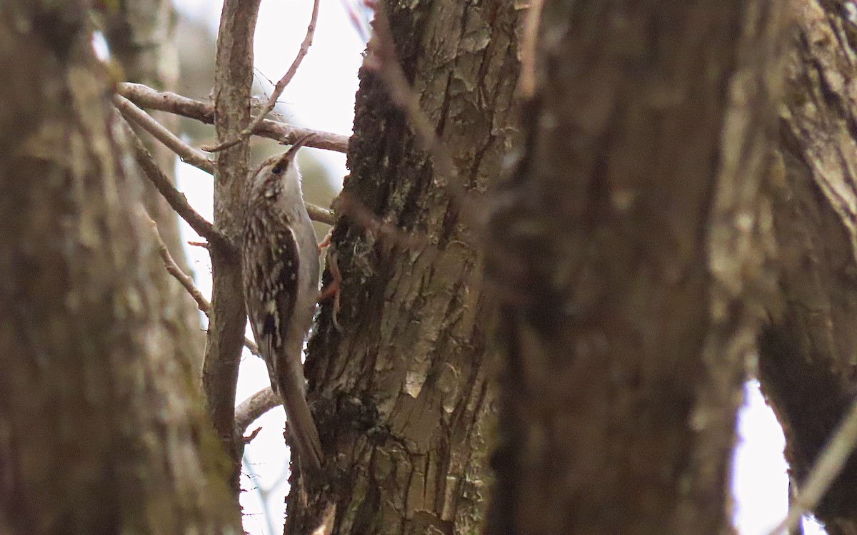 Brown Creeper - Jim O'Neill