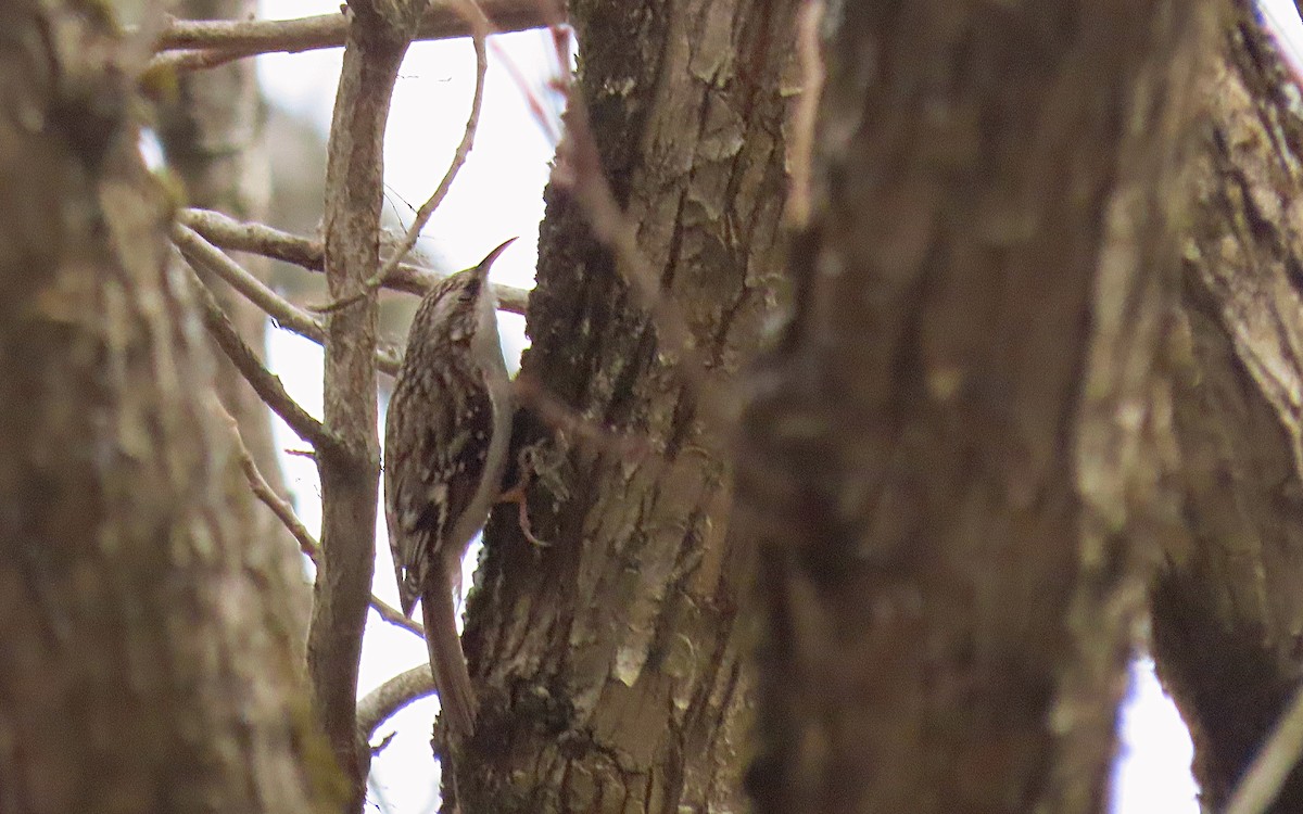 Brown Creeper - Jim O'Neill