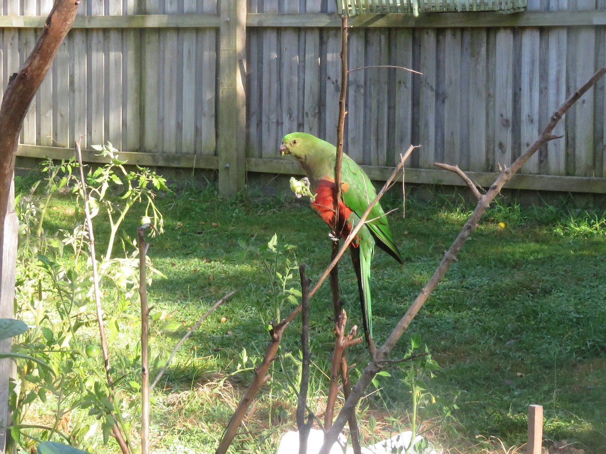 Australian King-Parrot - ML535869721