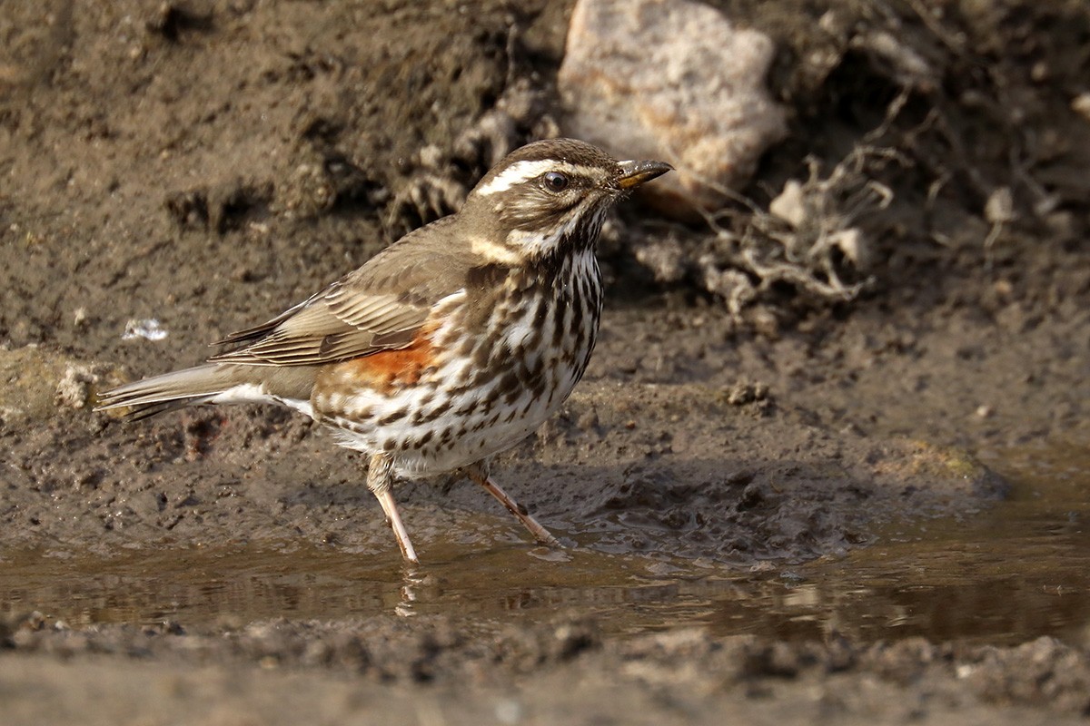 Redwing - ML535870341