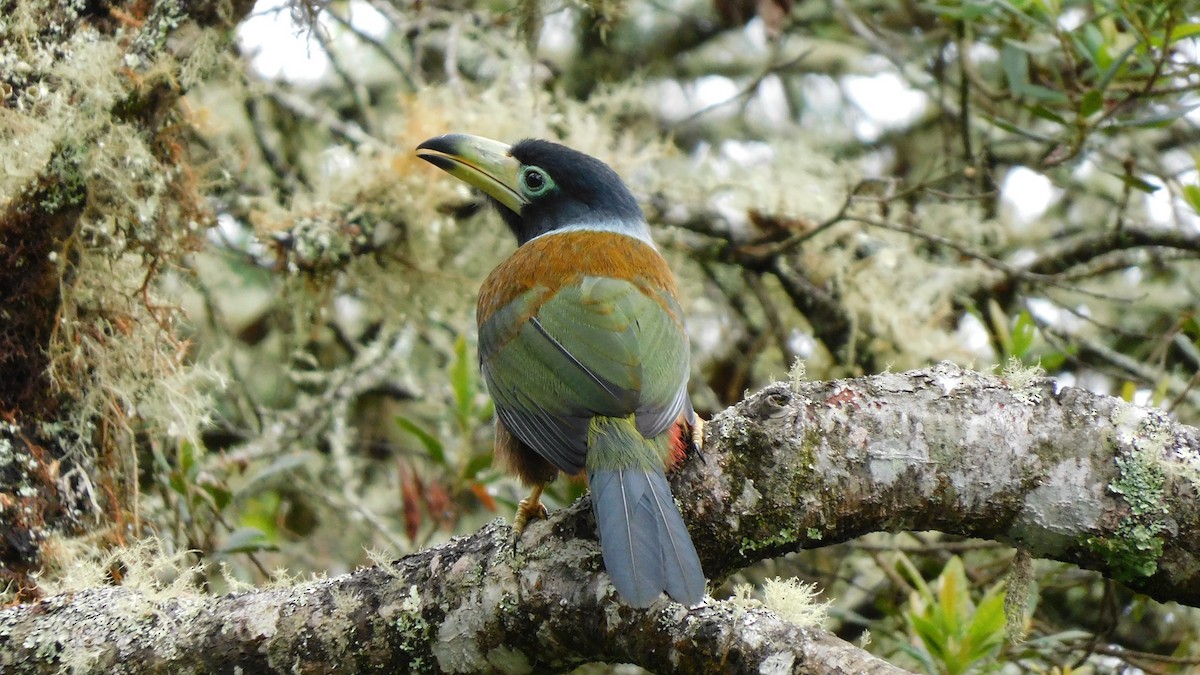 Hooded Mountain-Toucan - ML535870641