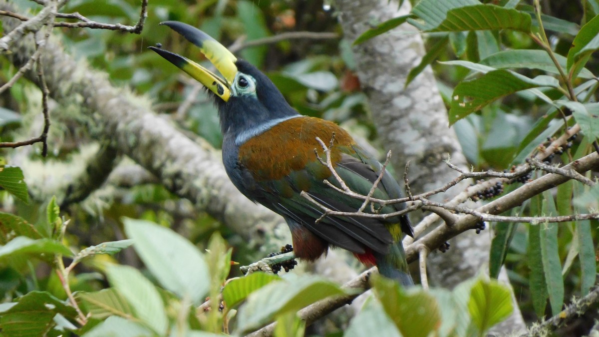 Hooded Mountain-Toucan - ML535870651