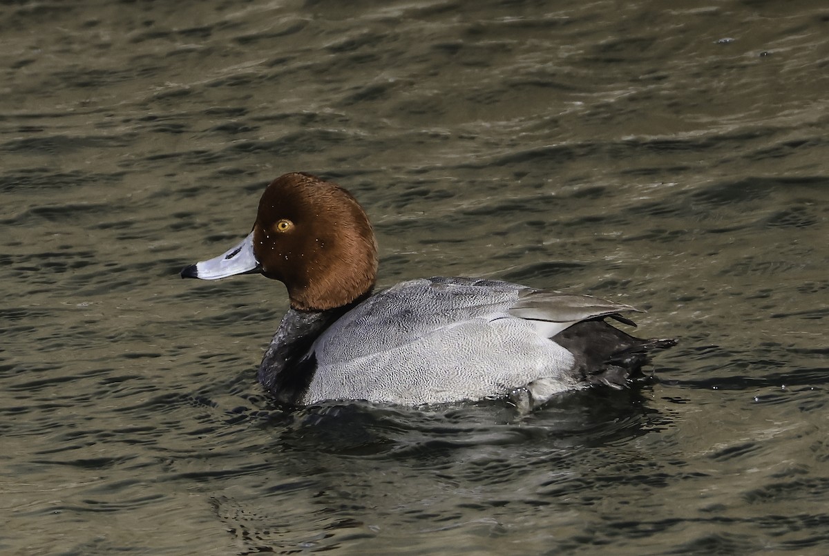 Redhead - Steve Vines