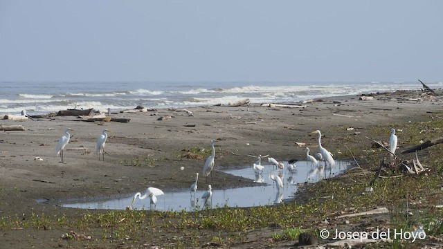 Большая белая цапля (egretta) - ML535872091