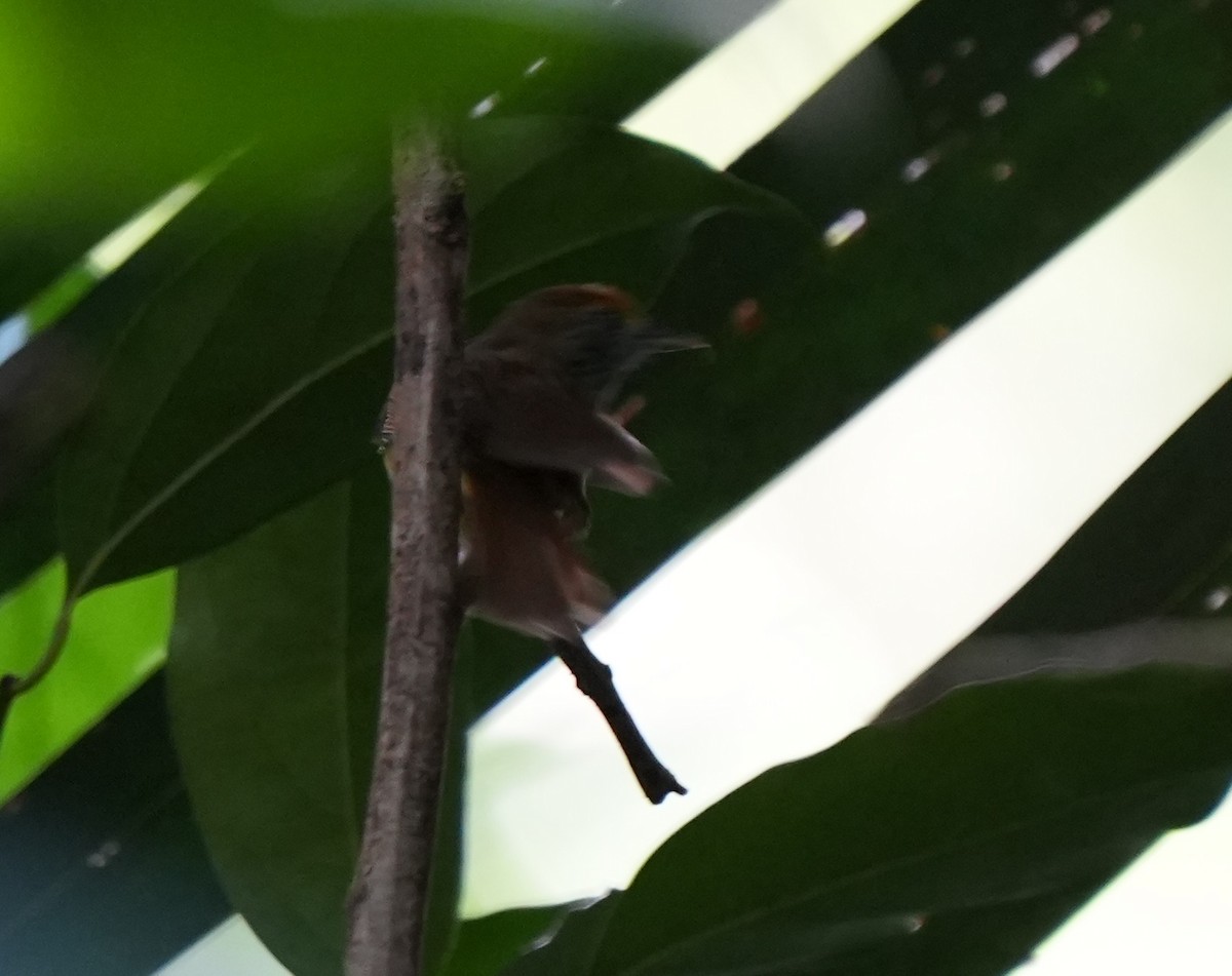 Tawny-crowned Greenlet - ML535873821