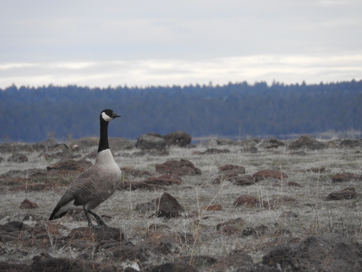 Canada Goose - ML53587401