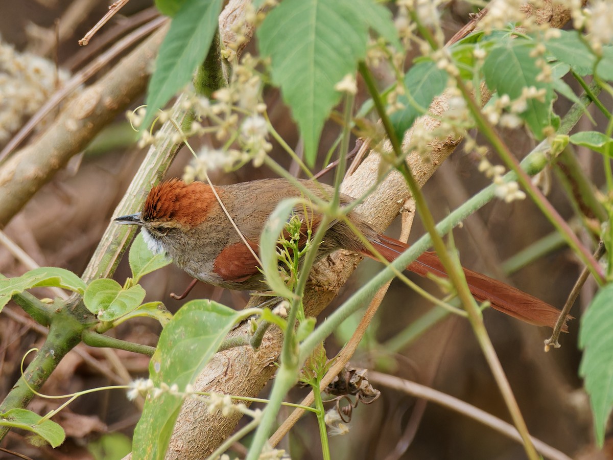 Azara's Spinetail - Terry Miller 🦅