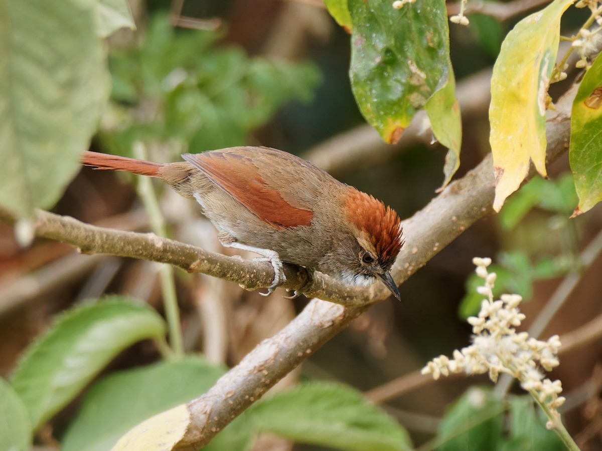 Azara's Spinetail - Terry Miller 🦅