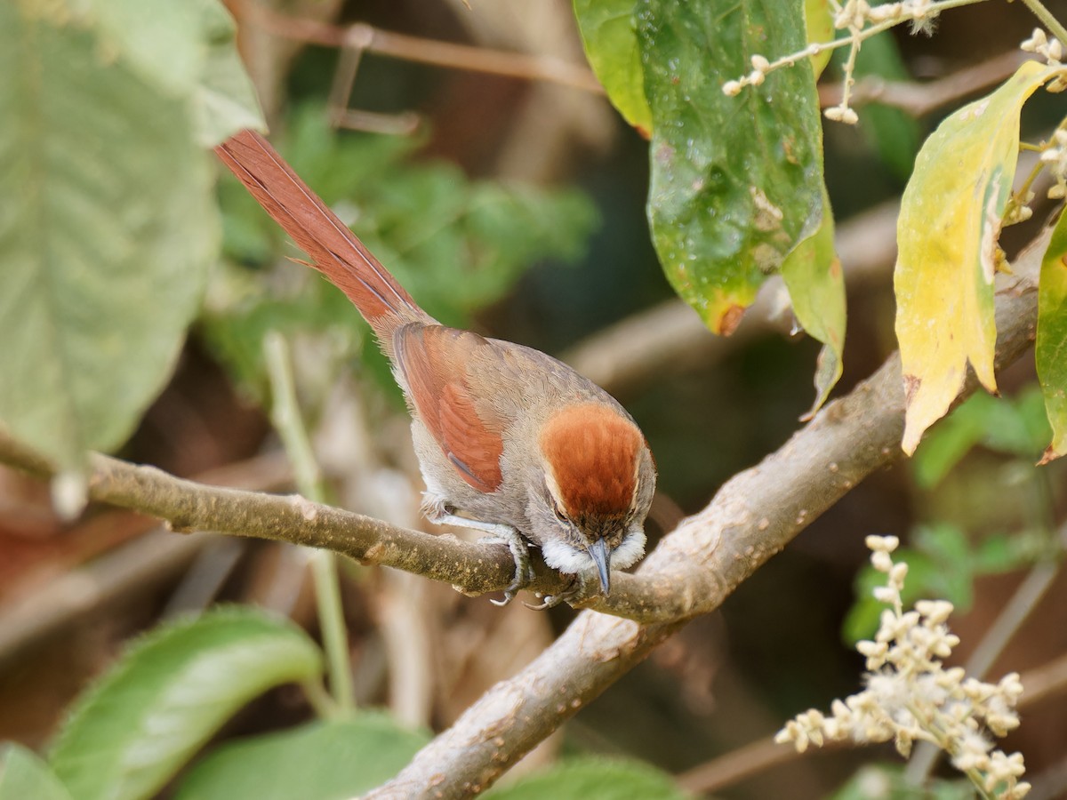 Azara's Spinetail - Terry Miller 🦅