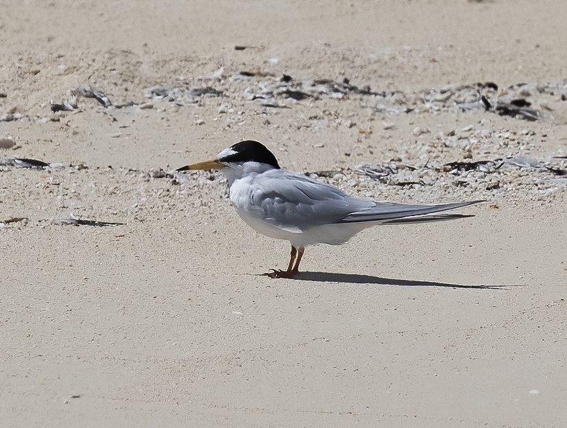 Little Tern - ML535874981