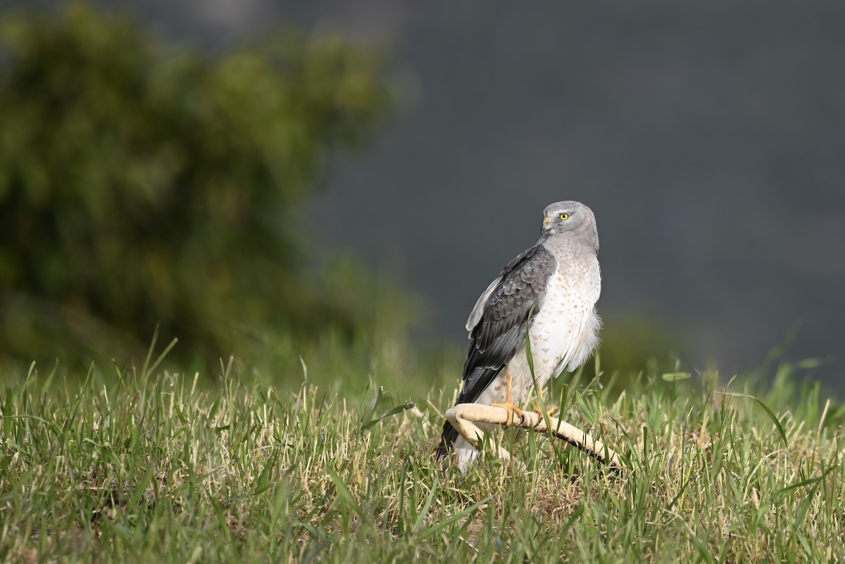 Northern Harrier - ML535875551