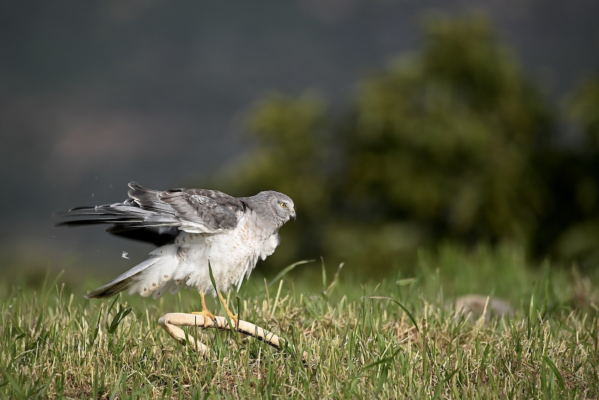 Northern Harrier - ML535875561