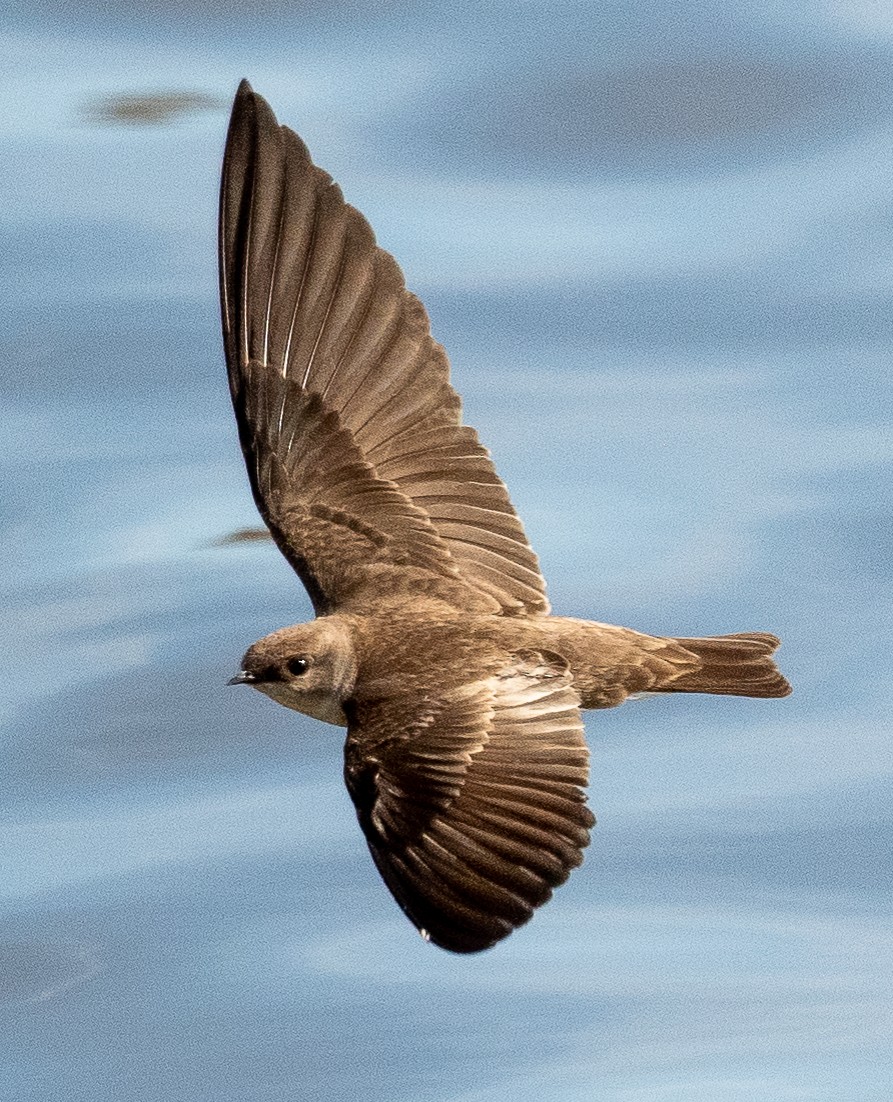 Northern Rough-winged Swallow - ML535876421