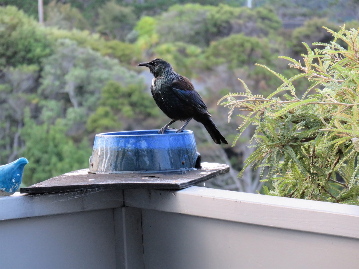 Tui - ML535876801