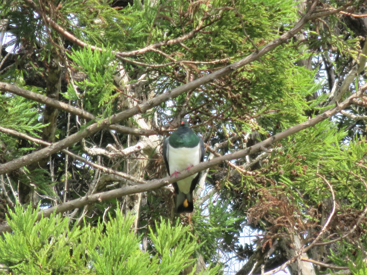 New Zealand Pigeon - ML535876871
