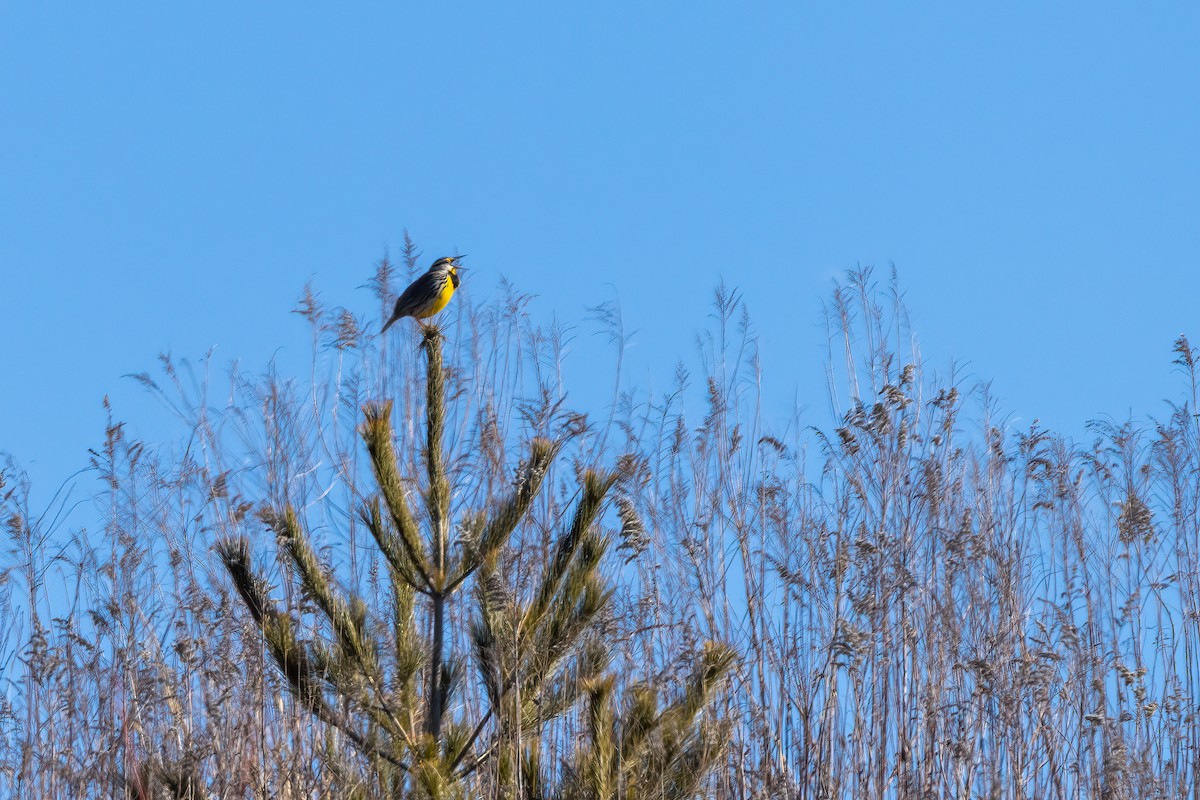 Eastern Meadowlark - Christine Hayden