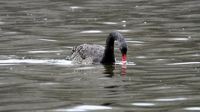 Black Swan - ML535878041