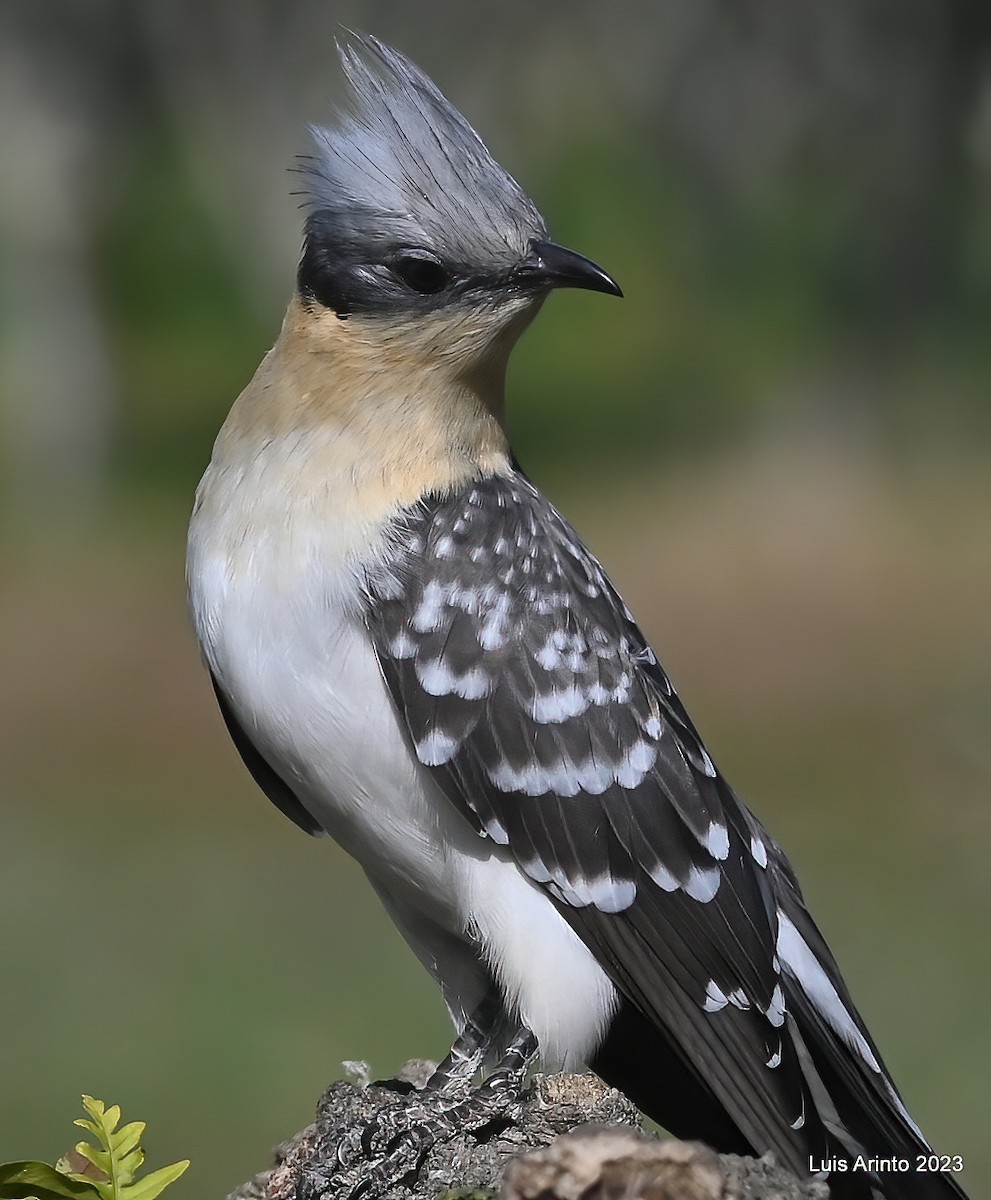 Great Spotted Cuckoo - Luis Arinto