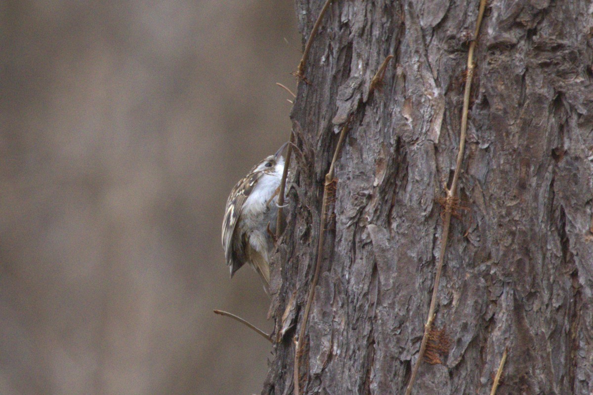 Eurasian Treecreeper - ML535879051