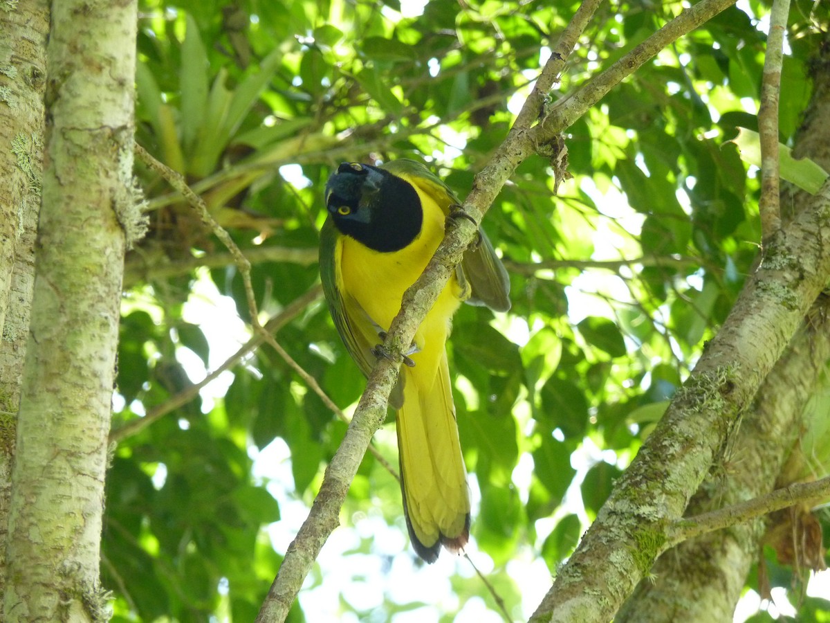 Green Jay - ML535879971