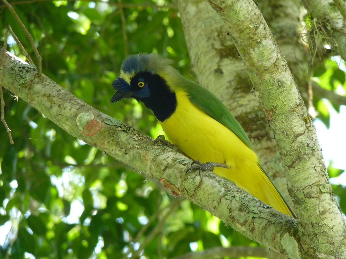 Green Jay - ML535879981