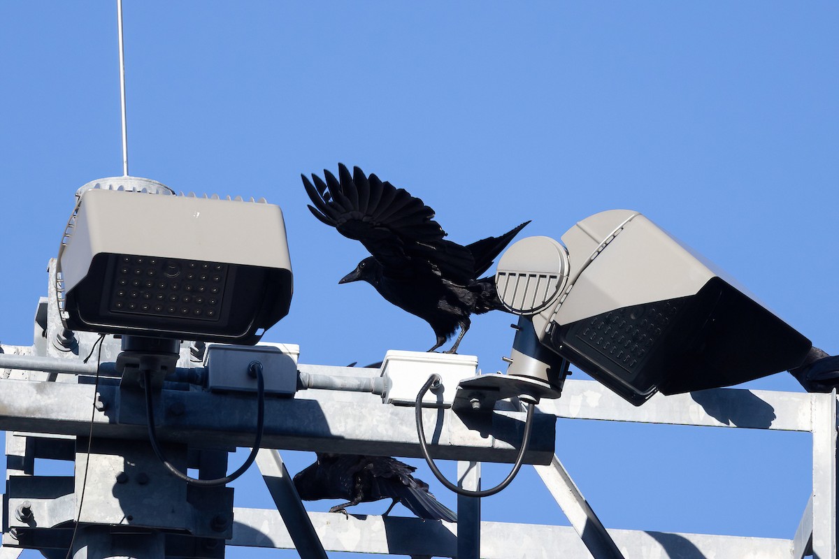 American Crow - ML535880291