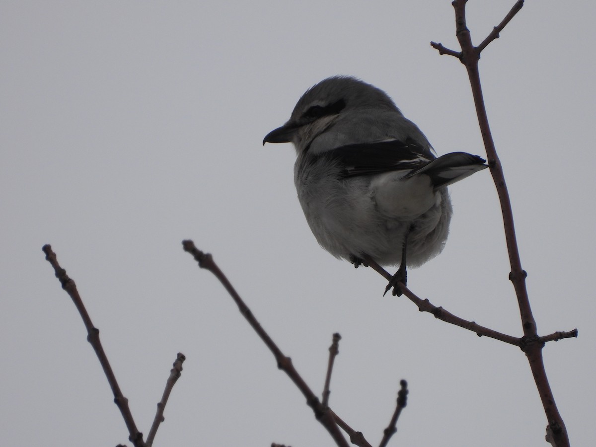 Alcaudón Boreal - ML535880981