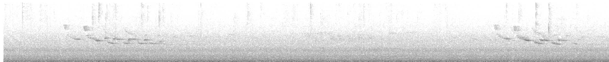 maoriflueskvett (macrocephala gr.) - ML535881891