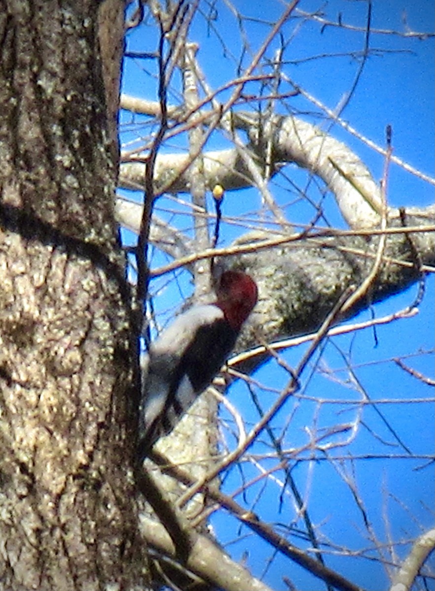 Red-headed Woodpecker - ML535882081
