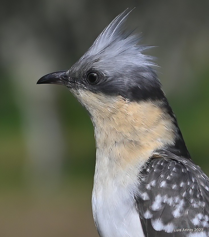 Great Spotted Cuckoo - Luis Arinto
