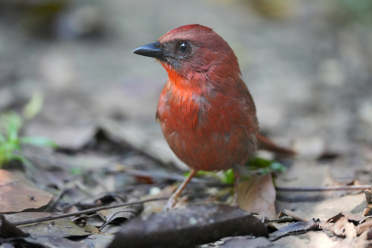 Red-throated Ant-Tanager - Andy Bankert