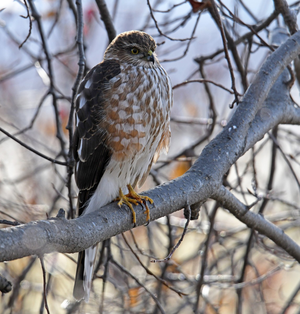 Sharp-shinned Hawk - ML535884961